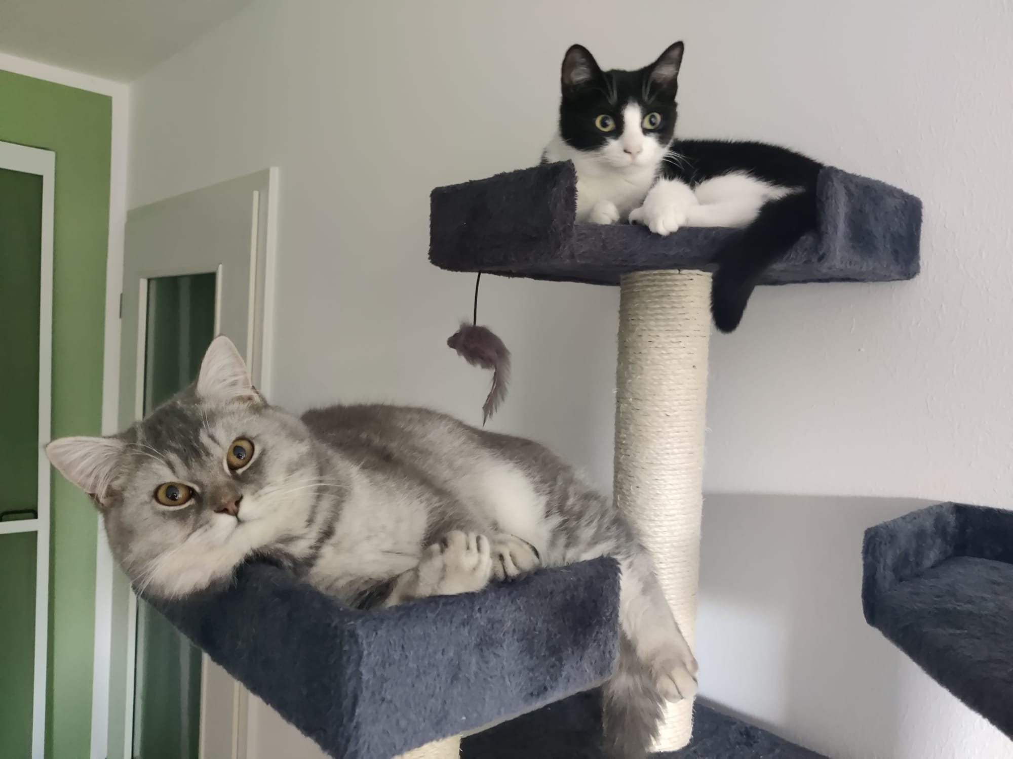 Picture of my two cats chilling out
